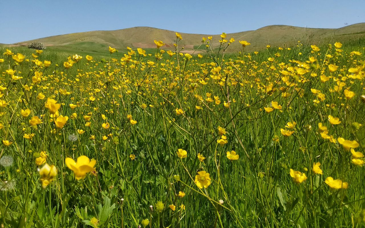 بوکان