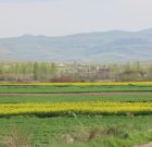 بوکان عروس شهرهای ایران در اردیبهشت زیبا