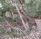 با قاچاقچیان چوب در بوکان برخورد خواهد شد