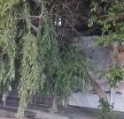 چرایی شکسته شدن زنجیره‌ای درختان در بوکان