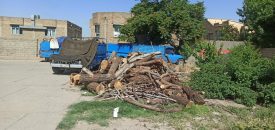 کشف ۱۲ تن چوب قاچاق در بوکان
