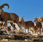 نواخته شدن ناقوس مرگ حیات قوچ در بوکان