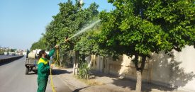 آغاز سم‌پاشی درختان سطح معابر در بوکان