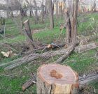 تکذیب خبر قلع و قمع درختان روستای آغجیوان