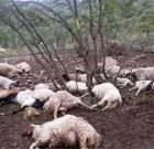 تلف‌شدن ۳۰ گوسفند در سارده‌کوێستان بوکان